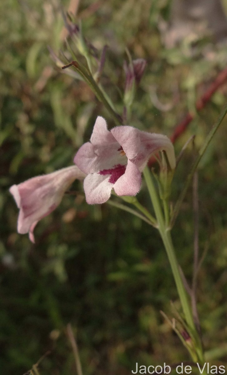 Parasopubia delphiniifolia (L.) H.-P.Hofm. & Eb.Fisch.